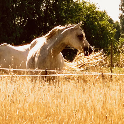 Sidiropoulos, Helena Helena Sidiropoulos